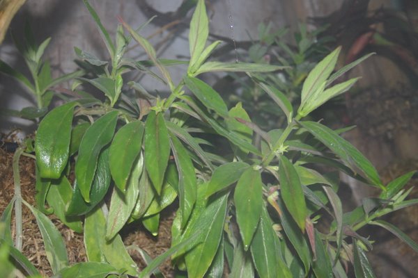 http://www.cloudjungle.com/CloudJungle/Gesneriaceae/Columnea/Columnea%20schiedeana.jpg