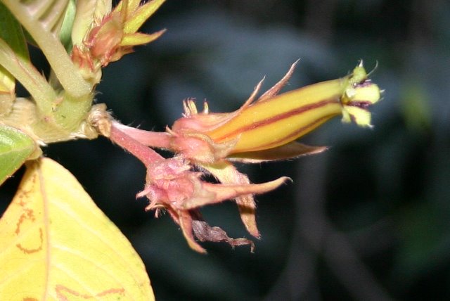 http://www.cloudjungle.com/CloudJungle/Gesneriaceae/Columnea/Columnea%20sp%20aff%20lophophora%20%20flower%20detail.jpg
