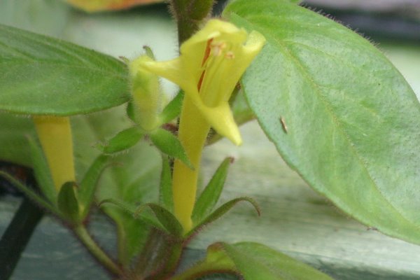 http://www.cloudjungle.com/CloudJungle/Gesneriaceae/Columnea/Columnea%20sulfurea%20flower.jpg