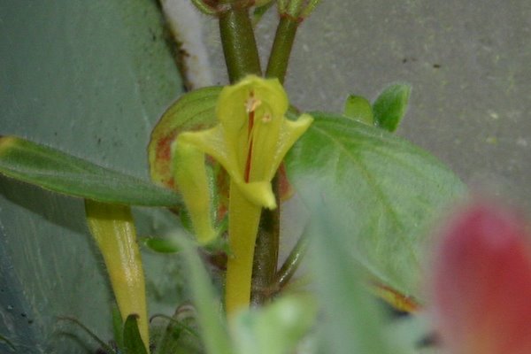 http://www.cloudjungle.com/CloudJungle/Gesneriaceae/Columnea/Columnea%20sulfurea%20flower1.jpg