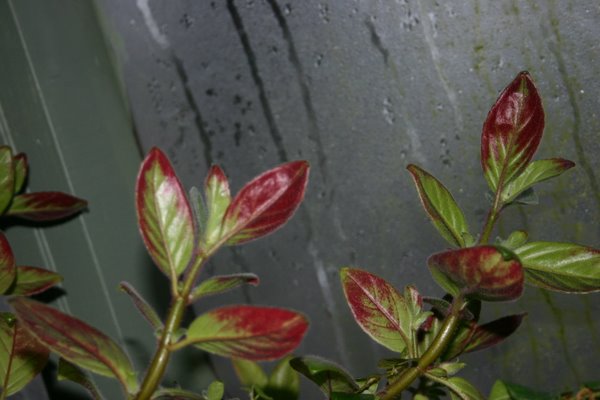 http://www.cloudjungle.com/CloudJungle/Gesneriaceae/Columnea/Columnea%20sulphurea.jpg