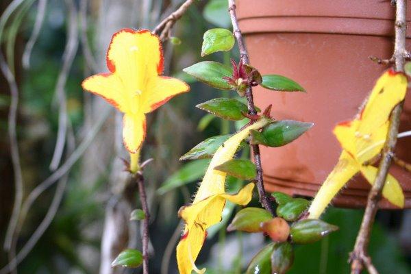 http://www.cloudjungle.com/CloudJungle/Gesneriaceae/Columnea/columnea_carnival.jpg