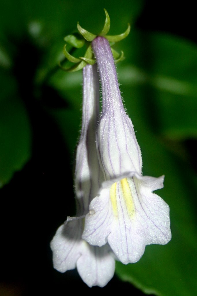 http://www.cloudjungle.com/CloudJungle/Gesneriaceae/Lysionotis/Lysionotus%20serratus%20flower1.jpg