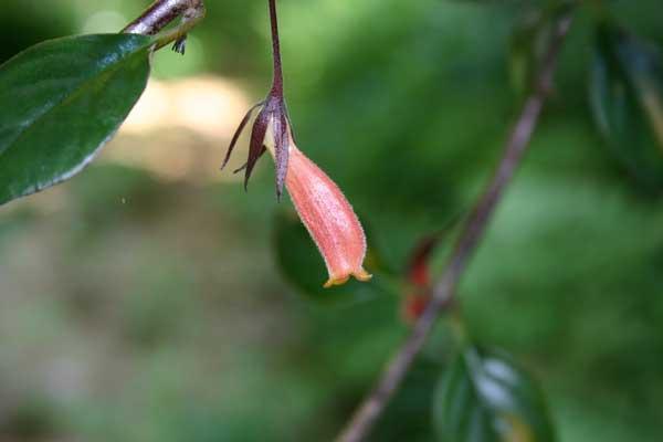 http://www.cloudjungle.com/CloudJungle/Gesneriaceae/Nematanthus/Nematanthus%20Bijou.jpg
