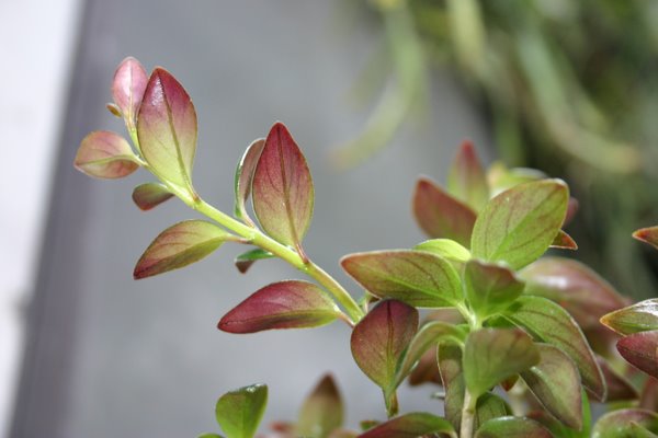 http://www.cloudjungle.com/CloudJungle/Gesneriaceae/Nematanthus/Nematanthus%20Black%20Gold%20detail.jpg