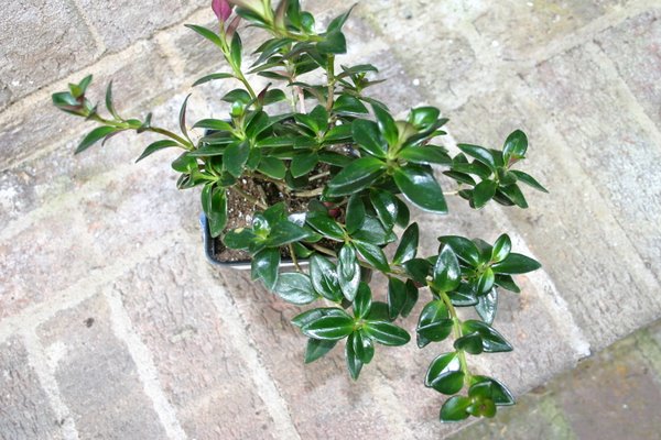 http://www.cloudjungle.com/CloudJungle/Gesneriaceae/Nematanthus/Nematanthus%20Black%20Gold.jpg