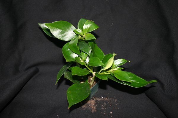 http://www.cloudjungle.com/CloudJungle/Gesneriaceae/Nematanthus/Nematanthus%20crassifolius.jpg