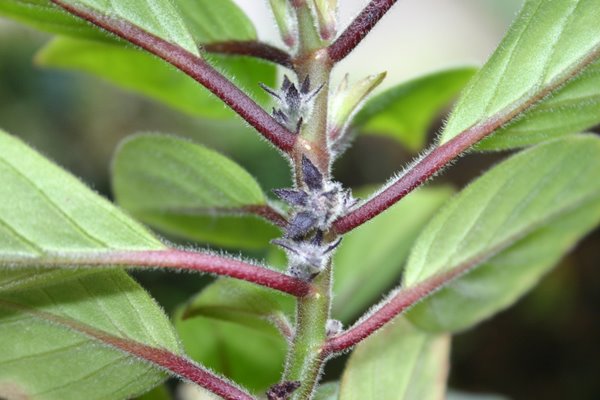 http://www.cloudjungle.com/CloudJungle/Gesneriaceae/Nematanthus/Nematanthus%20villosus%20calyx.jpg
