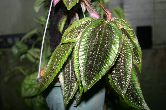 http://www.cloudjungle.com/CloudJungle/Melastomataceae/Bertolonia/Bertolonia%20species%20ecuagenera.jpg