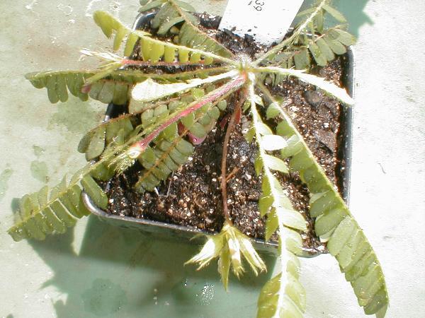 Biophytum - Wikipedia