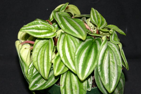 http://www.cloudjungle.com/CloudJungle/Piperaceae/Peperomia/Peperomia%20verschaffeltii.jpg