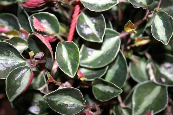Metallica Peperomia metallica - Metallica