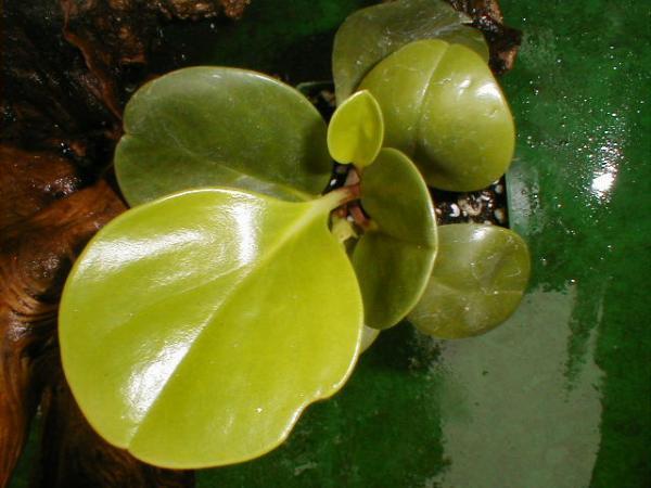 http://www.cloudjungle.com/CloudJungle/Piperaceae/Peperomia/Peperomia_obtusifolia.jpg