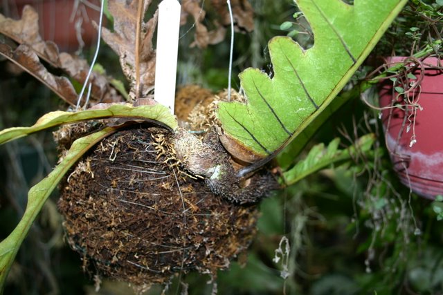 http://www.cloudjungle.com/CloudJungle/Polypodiaceae/Aglaomorpha/Aglaomorpha%20brooksii%20rhizome.jpg