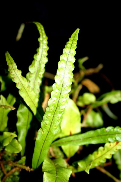 http://www.cloudjungle.com/CloudJungle/Polypodiaceae/Microgramma/Microgramma%20brauni%20fertle%20frond.jpg