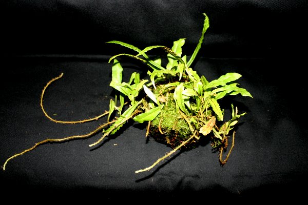 http://www.cloudjungle.com/CloudJungle/Polypodiaceae/Microgramma/Microgramma%20brauni.jpg