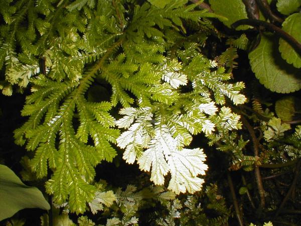 http://www.cloudjungle.com/Cloudjungle/Selaginellaceae/Selaginella/Selaginella_albomarginata.jpg