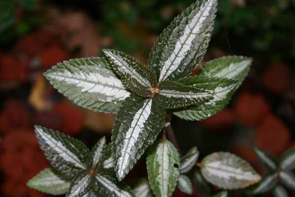 http://www.cloudjungle.com/Cloudjungle/Urticaceae/Pilea/Pilea_Silver_tree.jpg