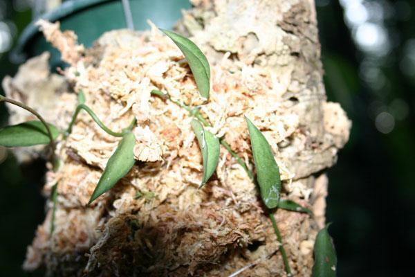http://www.cloudjungle.com/cloudjungle/Asclepiadaceae/Dischidia/Dischidia_calva_ted_green.jpg
