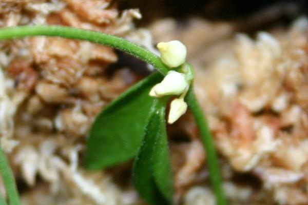 http://www.cloudjungle.com/cloudjungle/Asclepiadaceae/Dischidia/dischidia_rimicola_flower.jpg 