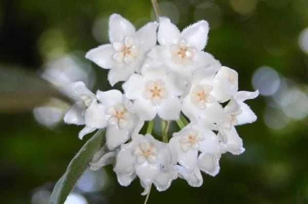 http://www.cloudjungle.com/cloudjungle/Asclepiadaceae/Hoya/Hoya%20thomsonii%20flower.jpg