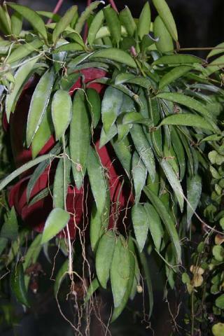 http://www.cloudjungle.com/cloudjungle/Asclepiadaceae/Hoya/Hoya_kentiana.jpg