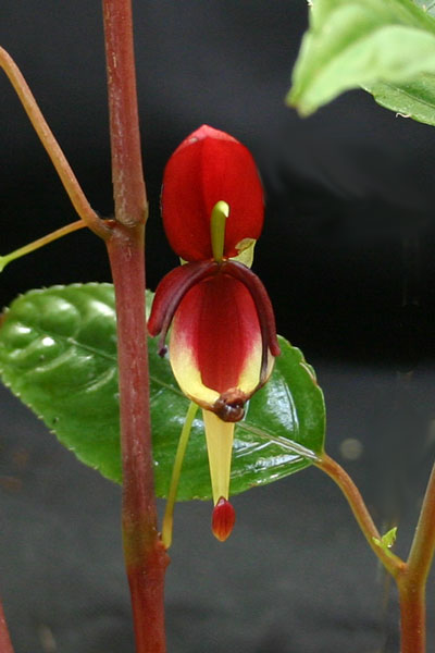 http://www.cloudjungle.com/cloudjungle/Balsaminaceae/Impatiens/Impatiens%20hians.jpg