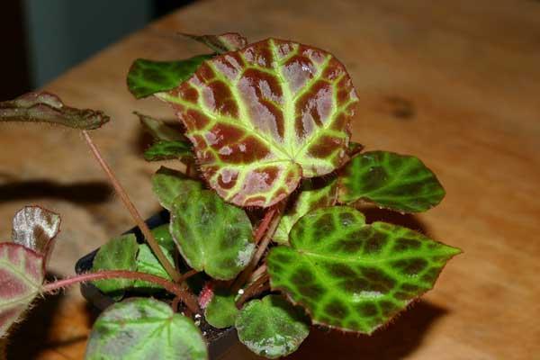 http://www.cloudjungle.com/cloudjungle/Begoniaceae/Begonia/Begonia_raja.jpg