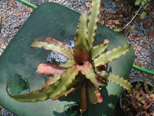 http://www.cloudjungle.com/cloudjungle/Bromeliaceae/Cryptanthus/cryptanthus_sp1.jpg