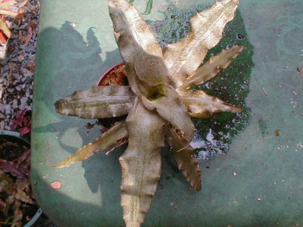 http://www.cloudjungle.com/cloudjungle/Bromeliaceae/Cryptanthus/cryptanthus_sp4.jpg