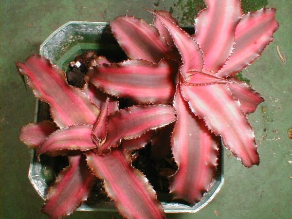 http://www.cloudjungle.com/cloudjungle/Bromeliaceae/Cryptanthus/cryptanthus_sp5.jpg