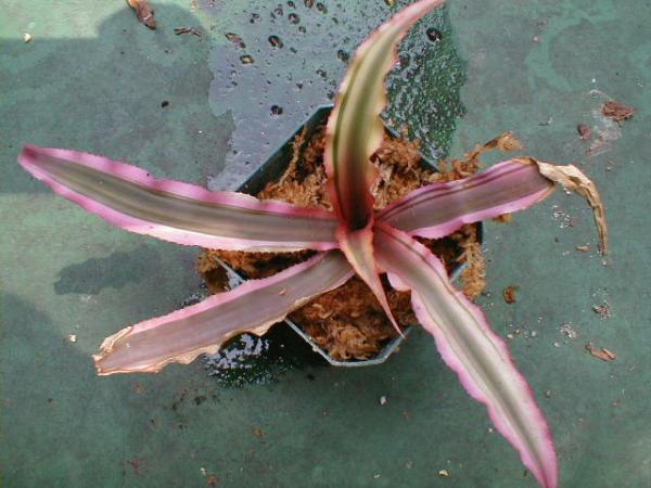 http://www.cloudjungle.com/cloudjungle/Bromeliaceae/Cryptanthus/cryptanthus_sp6.jpg