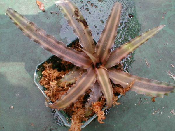 http://www.cloudjungle.com/cloudjungle/Bromeliaceae/Cryptanthus/cryptanthus_sp7.jpg