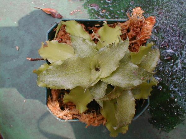 http://www.cloudjungle.com/cloudjungle/Bromeliaceae/Cryptanthus/cryptanthus_sp8.jpg