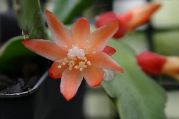 http://www.cloudjungle.com/cloudjungle/Cactaceae/Disocactus/Disocactus%20macranthus%20v%20glaucocladus%20flower.jpg