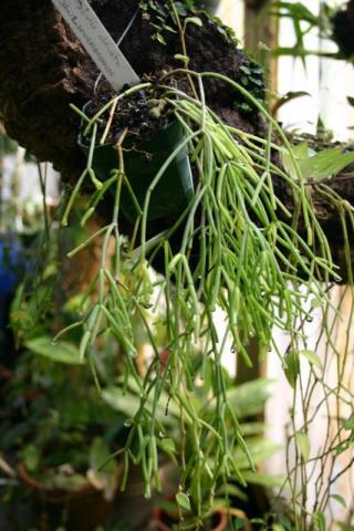 Rhipsalis clavata  