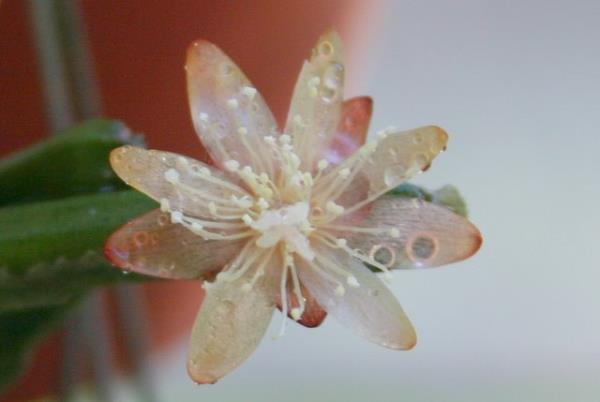 http://www.cloudjungle.com/cloudjungle/Cactaceae/Rhipsalis/Rhipsalis%20dissimilis%20flower1.jpg