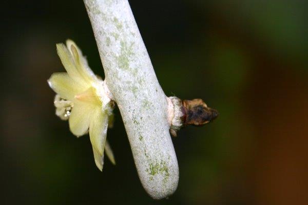 http://www.cloudjungle.com/cloudjungle/Cactaceae/Rhipsalis/Rhipsalis%20floccosa%20flower%20side.jpg