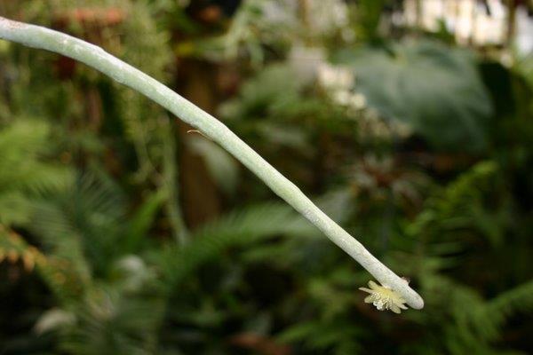 http://www.cloudjungle.com/cloudjungle/Cactaceae/Rhipsalis/Rhipsalis%20floccosa.jpg