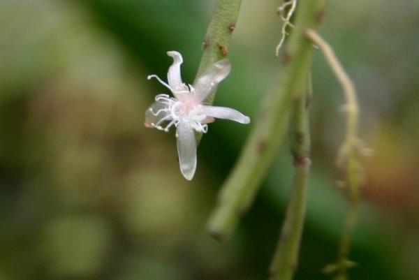 http://www.cloudjungle.com/cloudjungle/Cactaceae/Rhipsalis/Rhipsalis%20hatchiflora.jpg