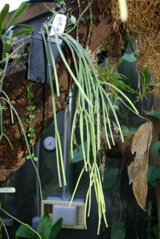 http://www.cloudjungle.com/cloudjungle/Cactaceae/Rhipsalis/Rhipsalis%20sp%20Kartuz.jpg