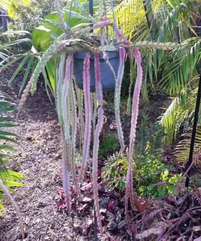 http://www.cloudjungle.com/cloudjungle/Cactaceae/Rhipsalis/rhipsalis%20sp%20hans%20Weiler.jpg