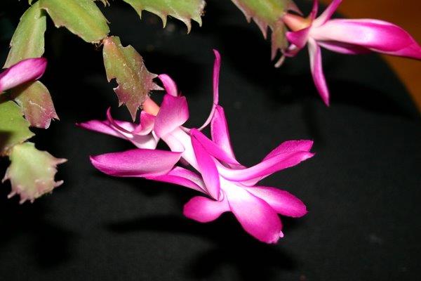 http://www.cloudjungle.com/cloudjungle/Cactaceae/Schlumbergera/Schlumbergera%20hybrid%20pink2004.jpg