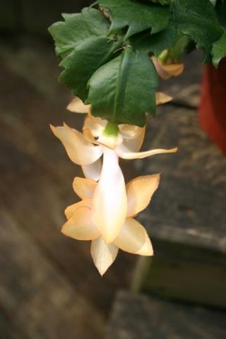 http://www.cloudjungle.com/cloudjungle/Cactaceae/Schlumbergera/Schlumbergera%20hybrid%20yellow%20detail.jpg