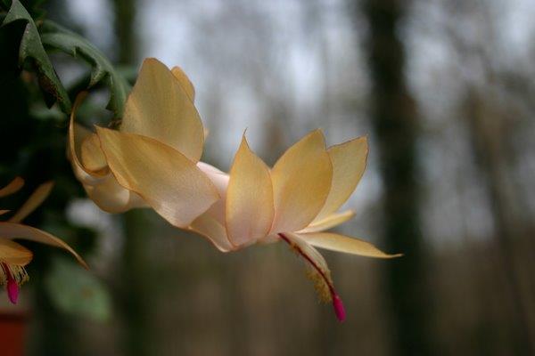 http://www.cloudjungle.com/cloudjungle/Cactaceae/Schlumbergera/Schlumbergera%20hybrid%20yellow1.jpg