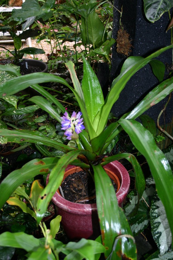 http://www.cloudjungle.com/cloudjungle/Commelinaceae/Cochliostema/Cochliostema%20odoratissimum.jpg