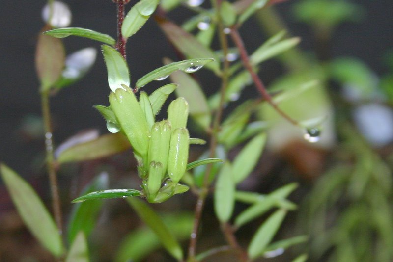 http://www.cloudjungle.com/cloudjungle/Gesneriaceae/Aeschynanthus/Aeschynanthus%20lanceolatus%20calyx.jpg