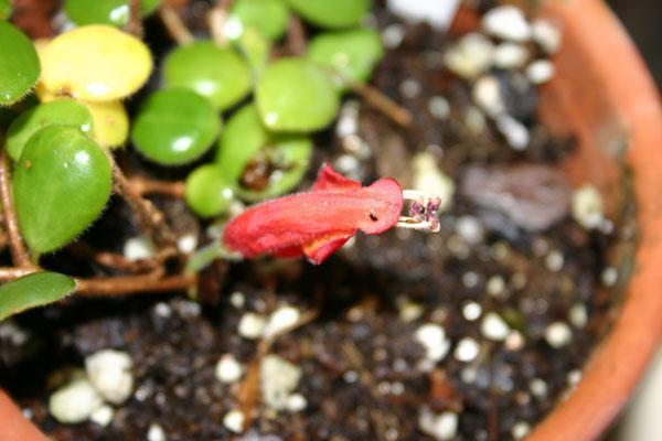 http://www.cloudjungle.com/cloudjungle/Gesneriaceae/Aeschynanthus/Aeschynanthus_gracilis1.jpg
