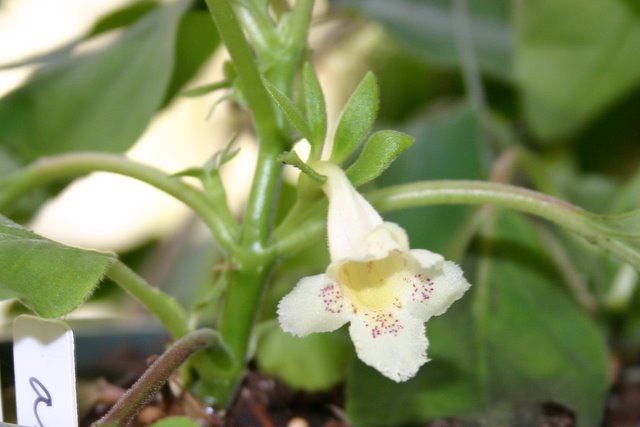 http://www.cloudjungle.com/cloudjungle/Gesneriaceae/Alsobia/Alsobia%20punctata%20flower.jpg