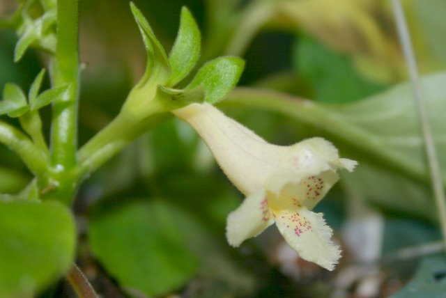 http://www.cloudjungle.com/cloudjungle/Gesneriaceae/Alsobia/Alsobia%20punctata%20flower2.jpg